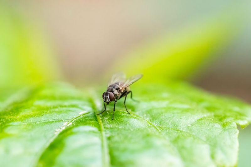 The Science Behind Basil's Fly-Repelling Scent The Science Behind Basil's Fly-Repelling Scent