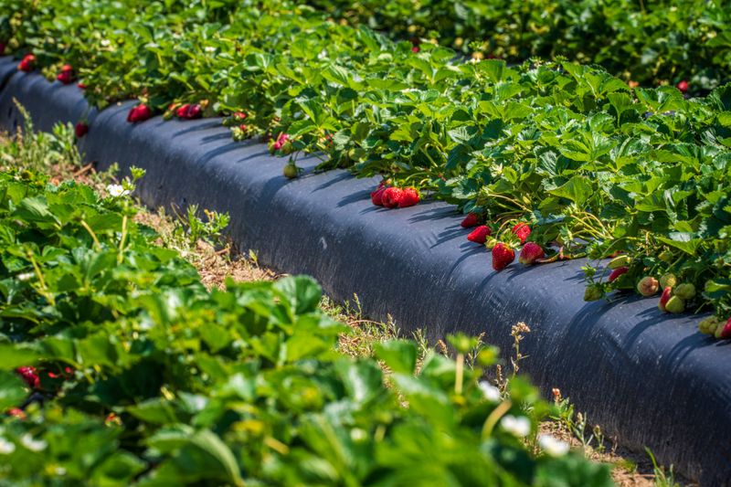 The Science Behind Bigger Strawberry Yields The Science Behind Bigger Strawberry Yields