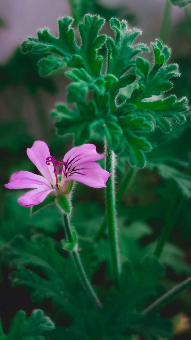 The Science Behind Its Mosquito-Repelling Scent