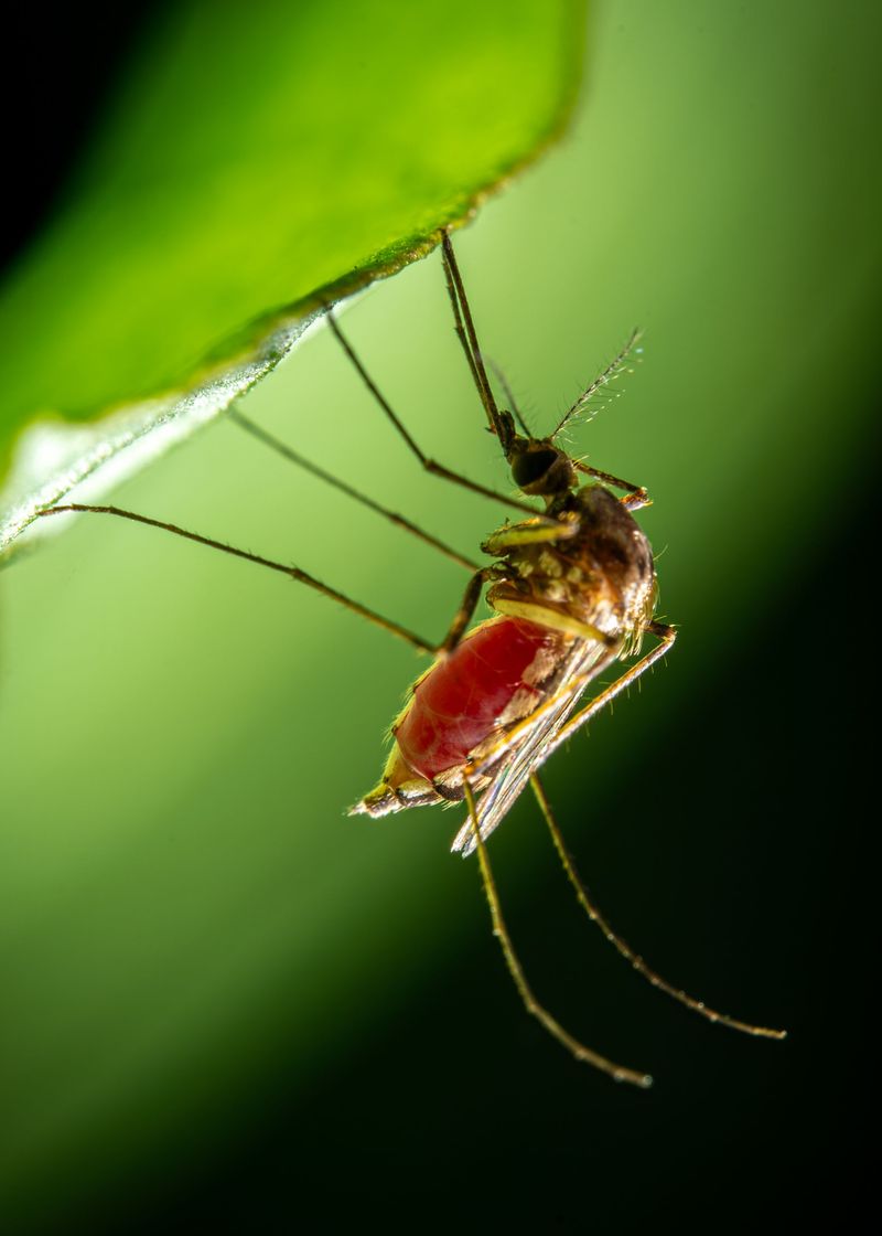 The Science Behind Its Natural Repellent Power The Science Behind Its Natural Repellent Power