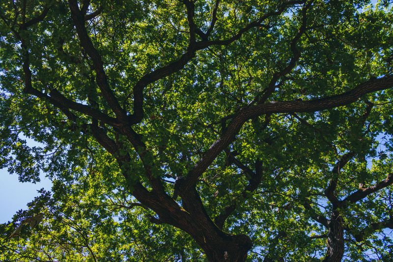 The Science Behind The White Oak's Wide Canopy