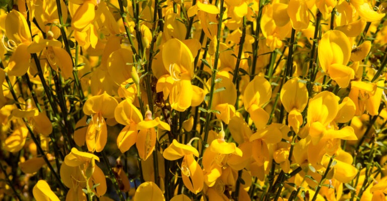 The Scotch Broom Removal Mistake That Guarantees A Bigger Infestation Next Oregon Season