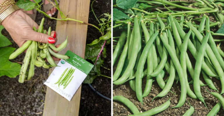 The Second Sowing Ohio Gardeners Do In Mid-July That Doubles Their Bean Harvest