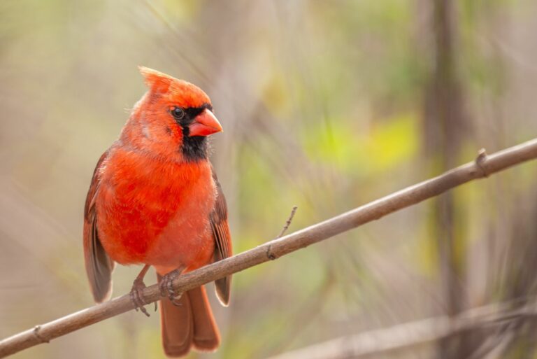 northern cardinal