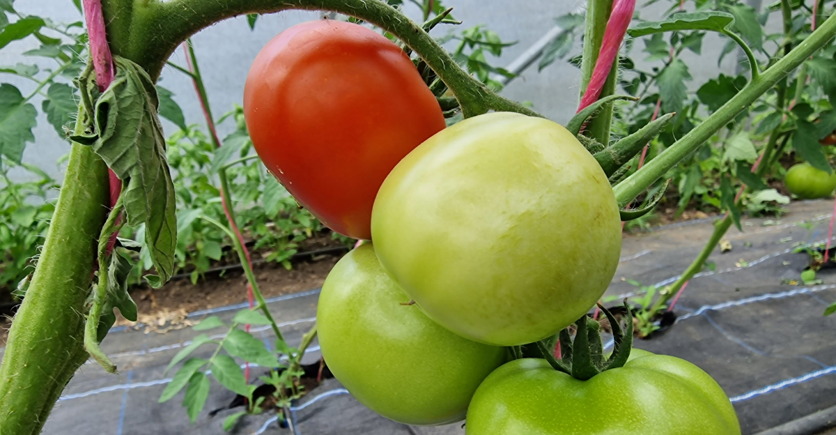 tomato plant fruit