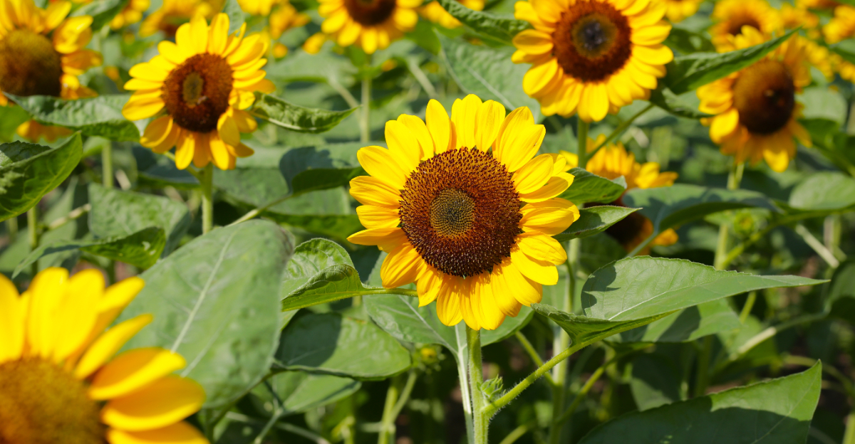 sunflowers