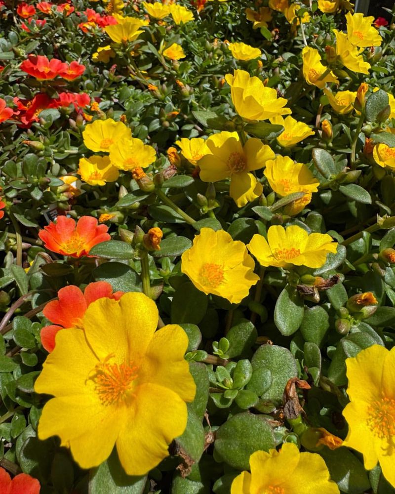 The Secret To Purslane's Heat And Drought Tolerance
