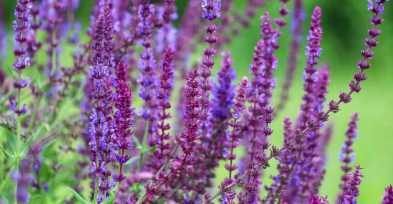 salvia