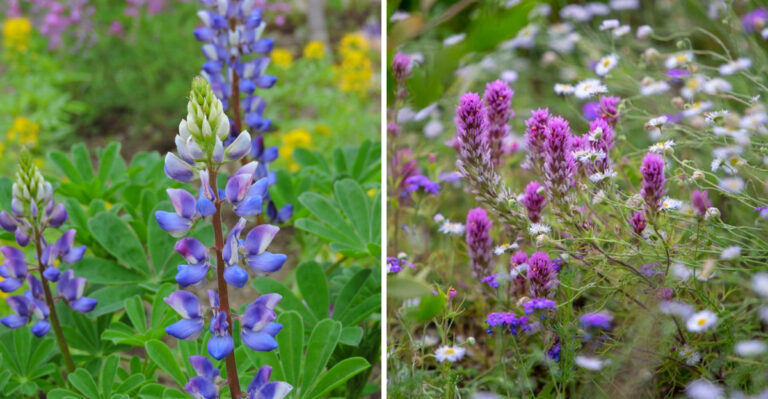The Self-Seeding Flowers That Keep Coming Back In Arizona Gardens