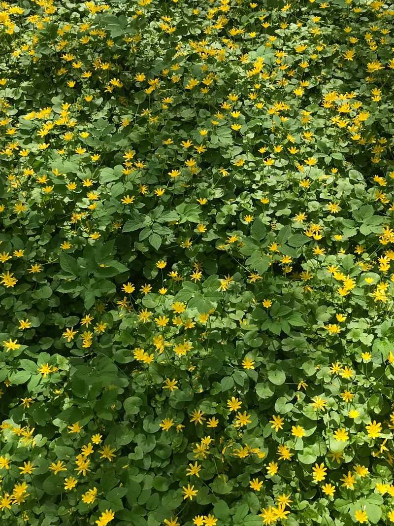 The Shade And Soil Conditions Where It Performs Best
