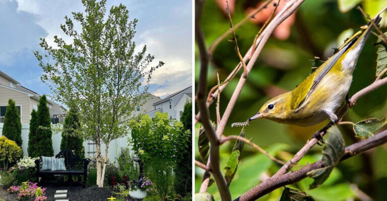 The Shade Tree More Georgia Homeowners Wish They Had Planted Earlier