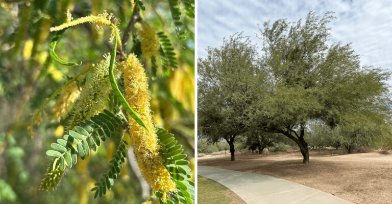The Shade Tree Some Arizona Neighborhoods Are Quietly Adding For Natural Cooling