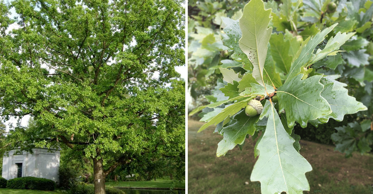 swamp white oak