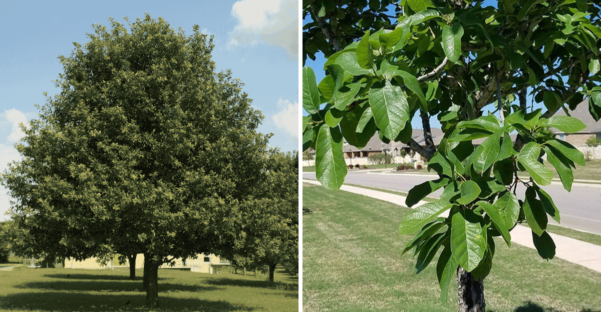monterrey oak