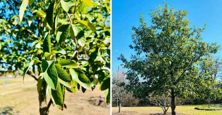 The Shade Tree Texans Are Planting Now To Cool Yards During 104° Heat