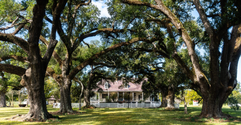 live oak shade