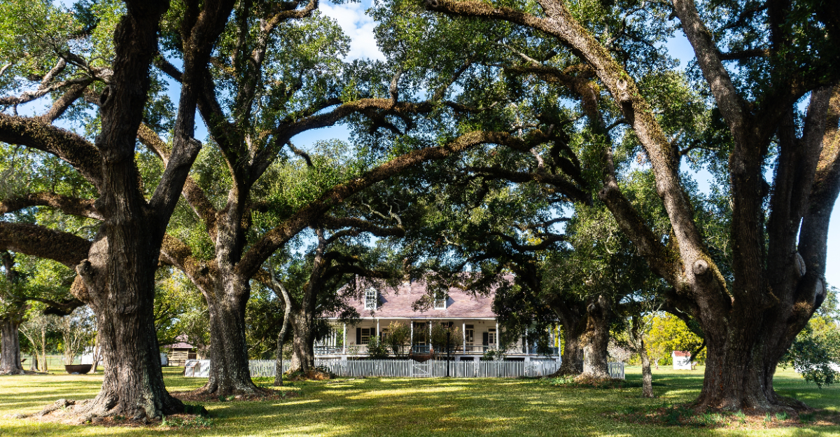 live oak shade