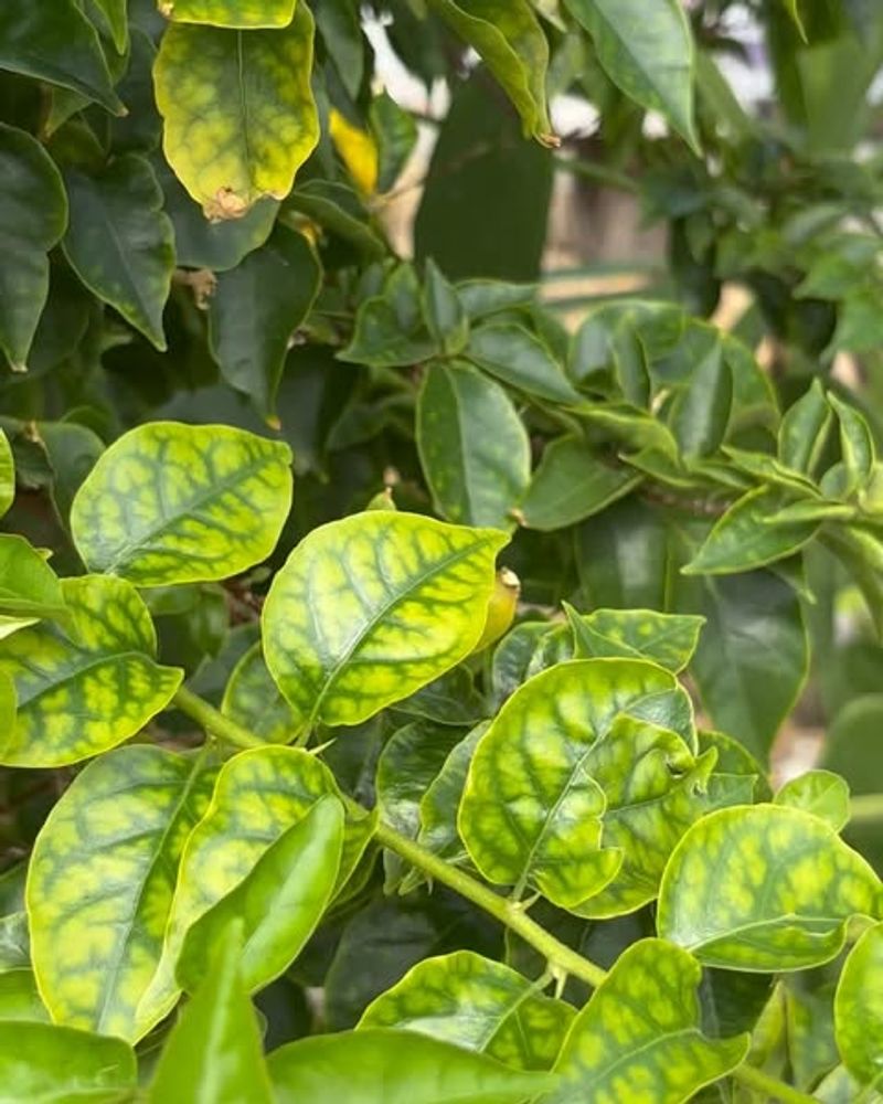 The Shrub Has A Nutrient Deficiency Or Fertilizer Injury
