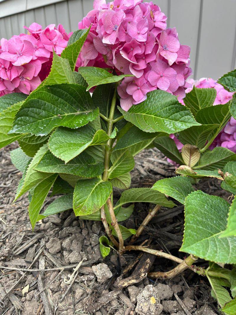 The Shrub Is Reaching For More Light The Shrub Is Reaching For More Light