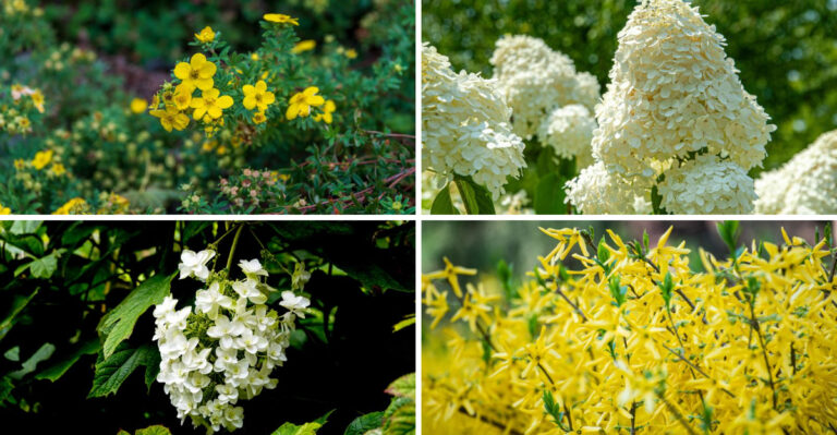 The Shrubs To Prune This August In Wisconsin, And Ones You Shouldn’t Touch
