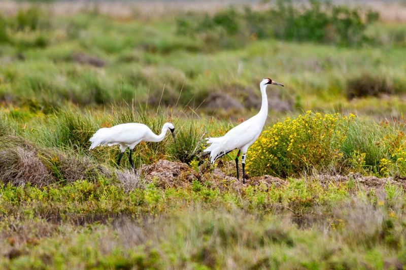 The Sighting Represents A Notable Conservation Event