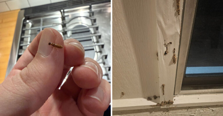 The Signs Formosan Termites Are Already In Your Texas Yard Before They Reach The House