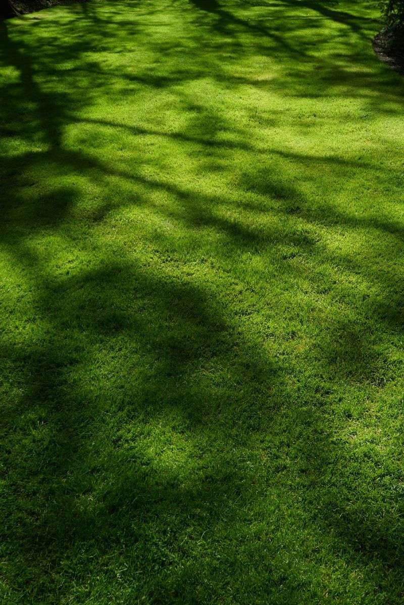 The Simple Fix for A Healthier Summer Lawn