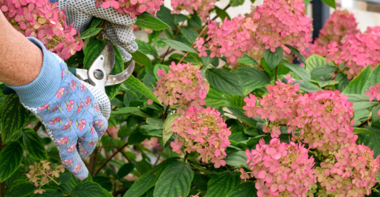 The Simple Hydrangea Task To Do Now For Bigger Blooms Next Spring