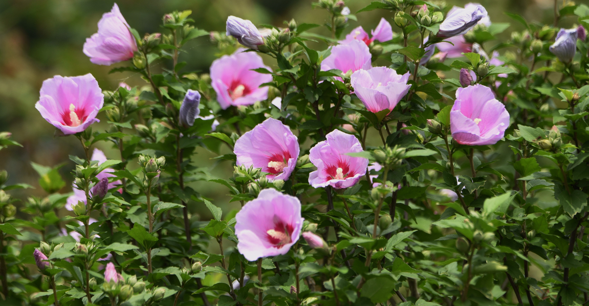 Rose Of Sharon (featured image)