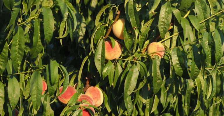 The Simple Trick That Protects Arizona Stone Fruit From Sunburn
