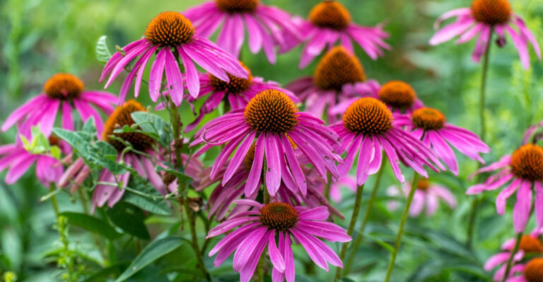 The Simple Ways Michigan Gardeners Keep Coneflowers Blooming For Years