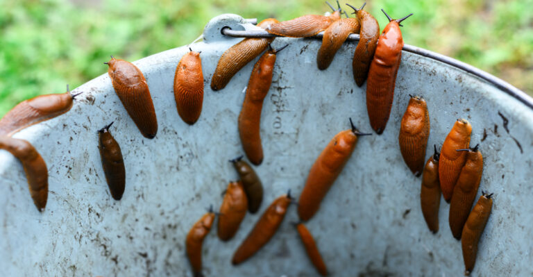 The Slug Control Mistake Oregon Gardeners Make That Creates A Bigger Population Next Season
