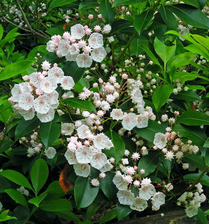 The Smartest Way To Protect Mountain Laurel