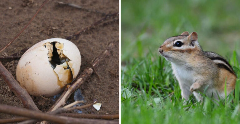 The Smells That Keep Squirrels And Chipmunks Out Of Pennsylvania Gardens