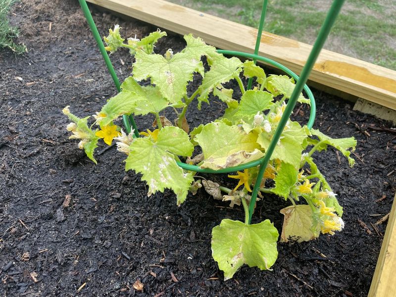 The Soil Is Staying Too Wet The Soil Is Staying Too Wet