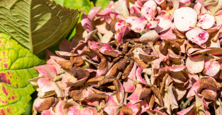 The Soil Issue Most Gardeners Overlook With Hydrangeas