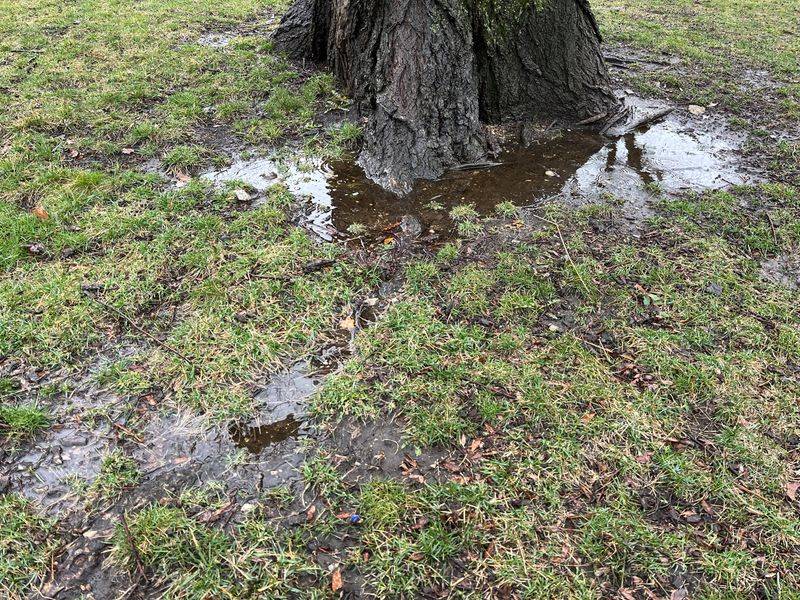 The Soil May Be Staying Too Wet