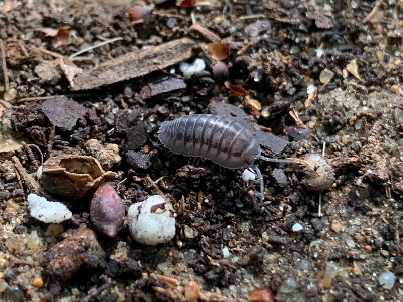 The Soil Surface Is Remaining Moist For Too Long