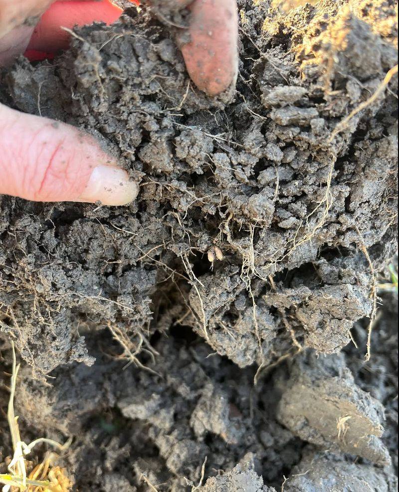 The Soil Surface May Be Too Dry