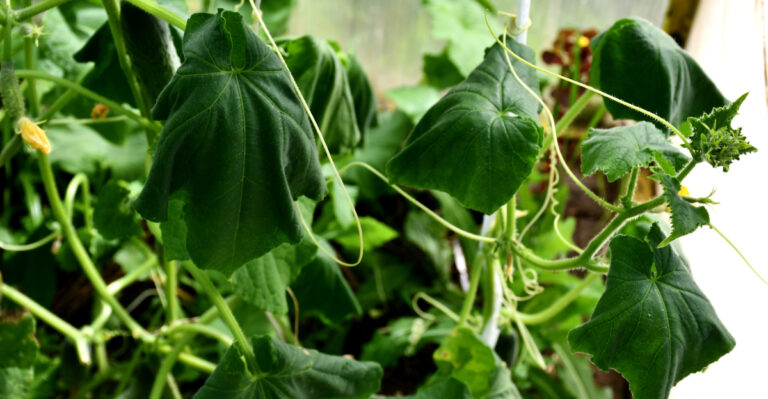 The Soil Type Cucumbers Struggle To Grow In