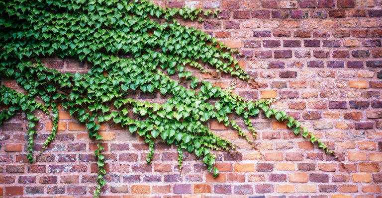 The South-Facing Brick Wall Trick Michigan Gardeners Can Use For Warmer Microclimates