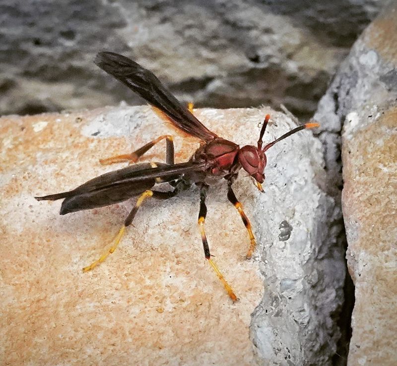 The Species Can Be Mistaken For Native Wasps The Species Can Be Mistaken For Native Wasps