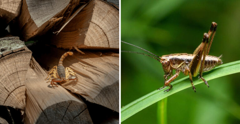 scorpion and cricket