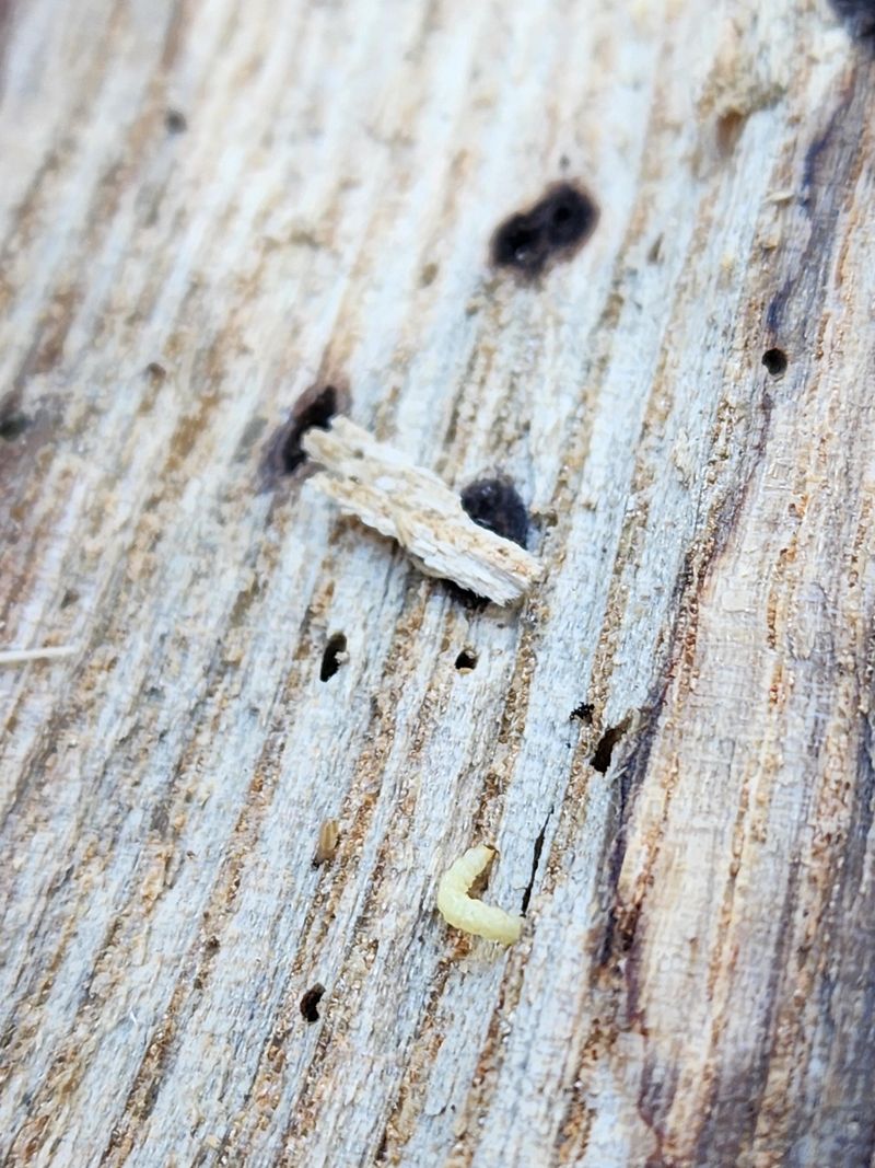 The Speed Of Decline Once An Infestation Takes Hold