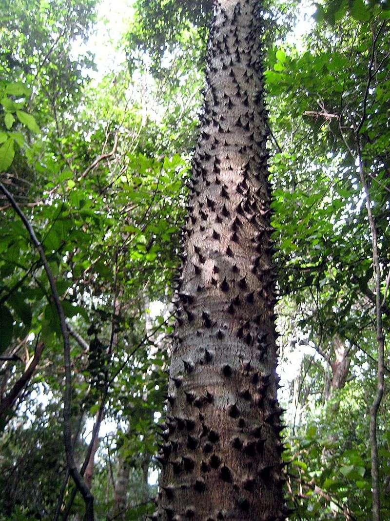 The Spiny Trunk Keeps People At A Distance