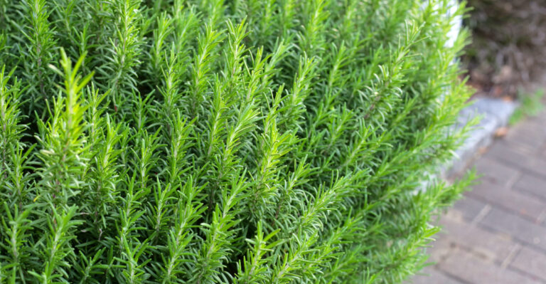 The Spot That Rosemary Struggles With Most In Summer