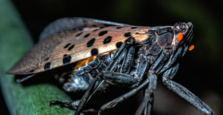 The Spotted Lanternfly Has Reached Connecticut, And Homeowners Should Take Notice