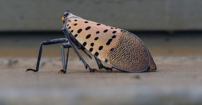 The Spotted Lanternfly Has Reached Iowa, And Homeowners Should Pay Attention