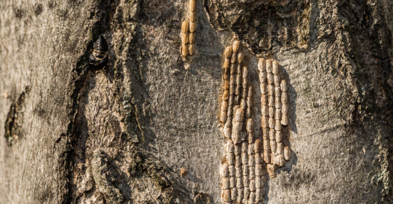 The Spotted Lanternfly Is Closing In On Wisconsin, And Here’s What To Watch For