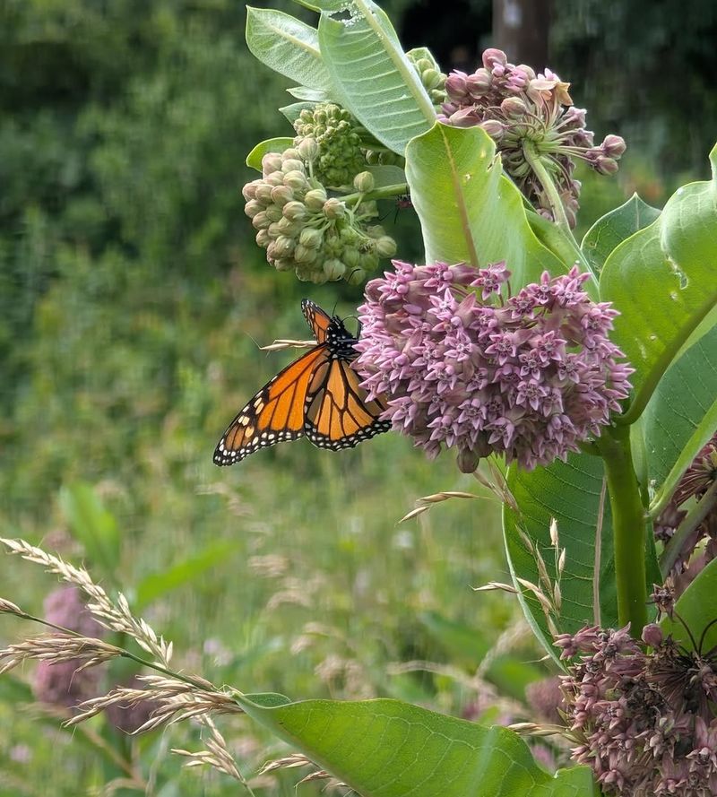 The Spreading Growth Creates Valuable Monarch Habitat